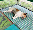piliyandala pet service