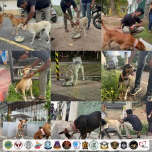 piliyandala pet boarding 